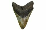 Fossil Megalodon Tooth - North Carolina #164827-1